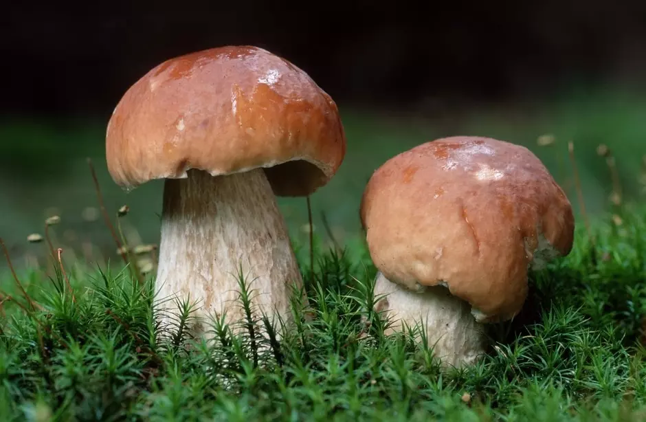 Сколько и как жарить белые грибы