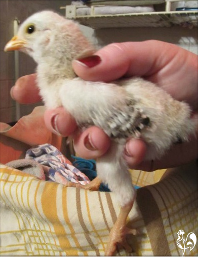 Holding a wry necked chick to eat.