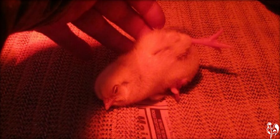 A baby chick with wry neck.