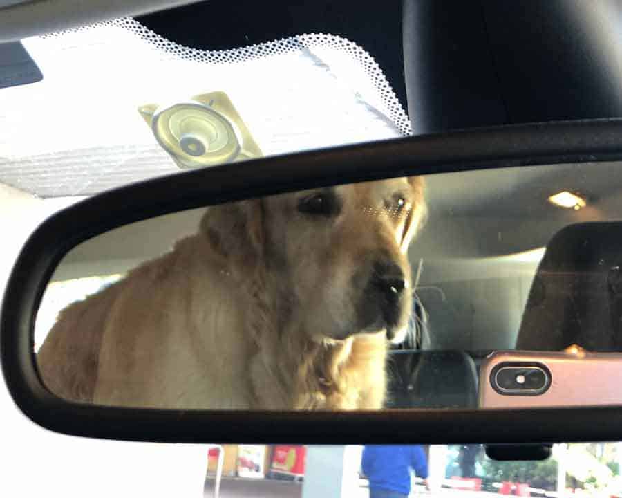 Dozer the golden retriever dog in car blocking rear vision