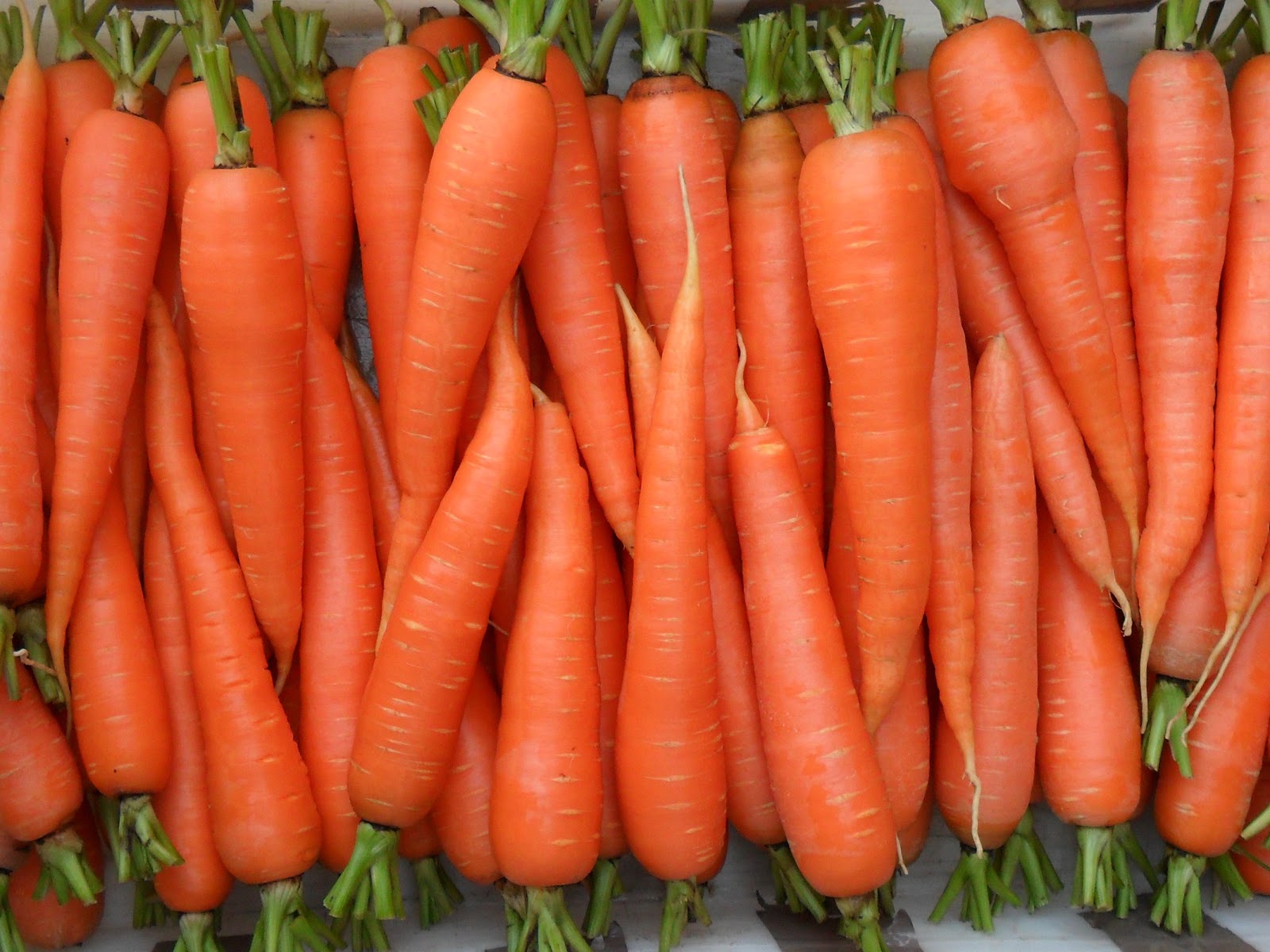 Морковка 
